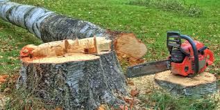 Best Tree Risk Assessment  in Salem, NJ