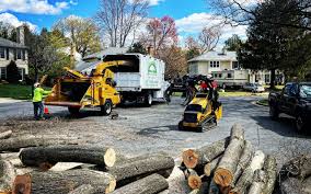 Best Tree and Shrub Care  in Salem, NJ