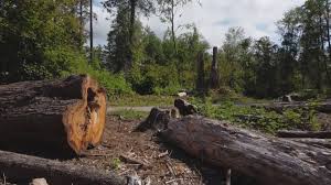Best Storm Damage Tree Cleanup  in Salem, NJ