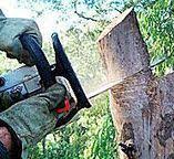 Best Emergency Tree Removal  in Salem, NJ