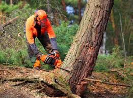 Best Tree Preservation Services  in Salem, NJ