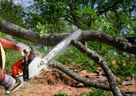 Best Lot and Land Clearing  in Salem, NJ