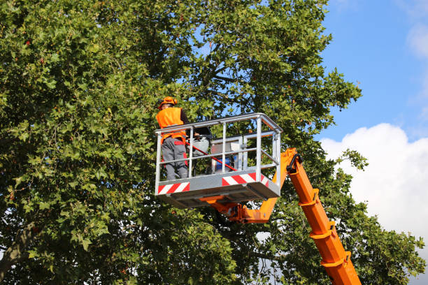 Best Tree Health Inspection  in Salem, NJ