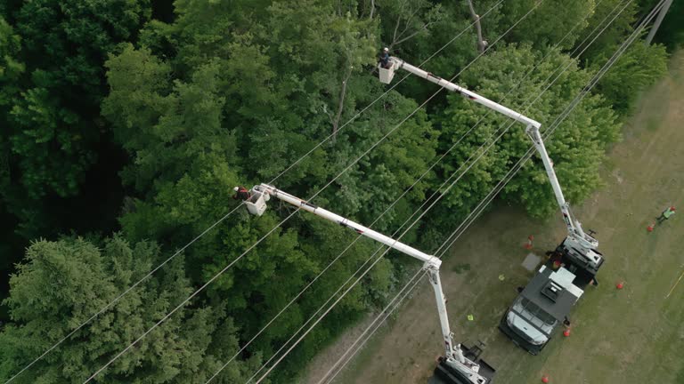 Best Palm Tree Trimming  in Salem, NJ