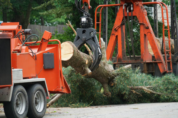 Best Root Management and Removal  in Salem, NJ