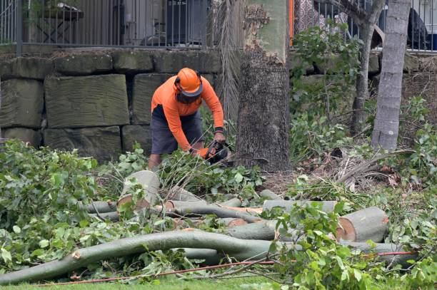 Best Tree Cabling and Bracing  in Salem, NJ