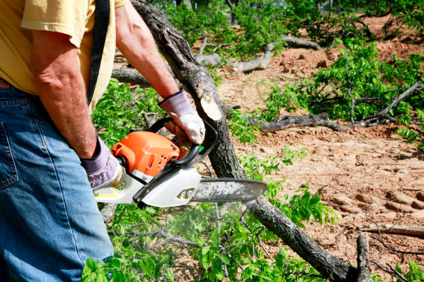 Best Firewood Processing and Delivery  in Salem, NJ